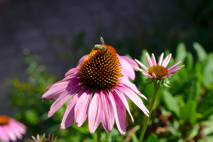 Tudtad, hogy a kasvirág másik neve az echinacea?
