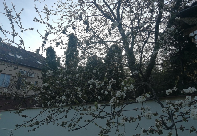 tavasz,koronavírus