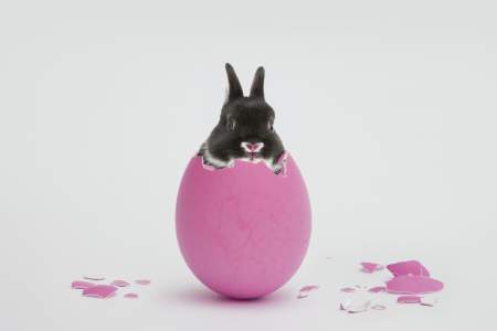 Borítókép: 7 dolog, amit tudnod kell a nyúlról, mielőtt hazaviszed a gyereknek