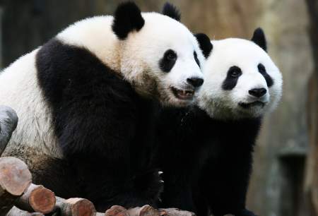 Borítókép: A pandák mégiscsak szaporodnak fogságban, feltéve, hogy néptelen az állatkert