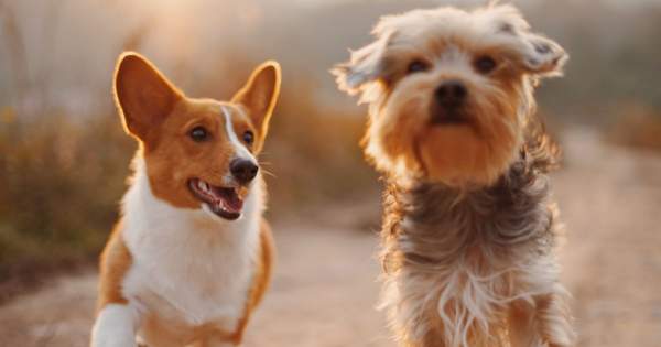 Borítókép: Mikor jöhet a második kutya?