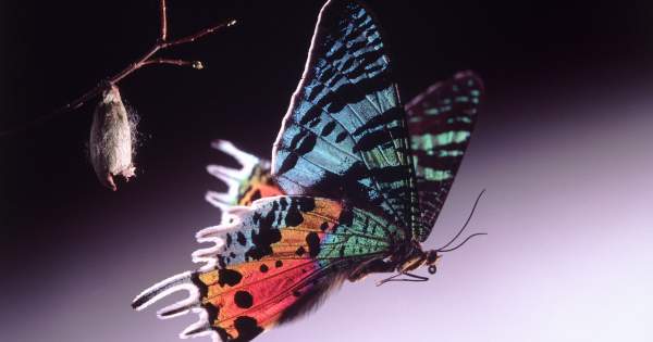 Borítókép: Csodás plasztikai sebészi munkák, amelyek megváltoztatták az emberek életét