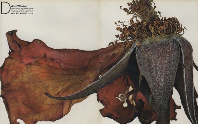 rózsa,irving penn,magazin