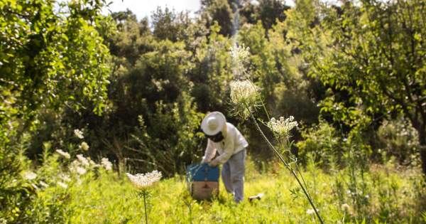 Borítókép: Őrizze meg egészségét méhpempővel!