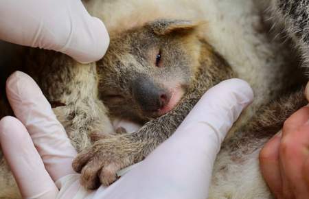 Borítókép: A Hamu nevet kapta az ausztrál bozóttüzek óta született első jegyzett koalabébi