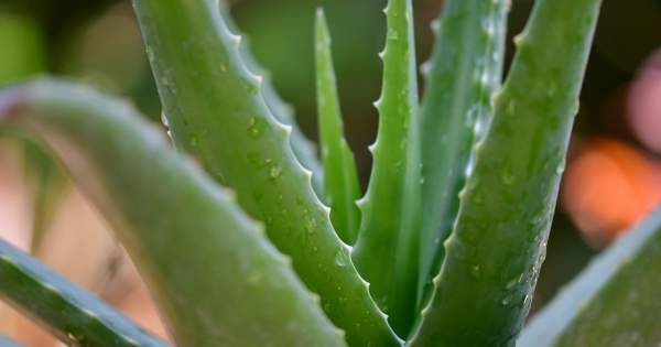 Borítókép: 7 ok, amiért érdemes aloe verát inni