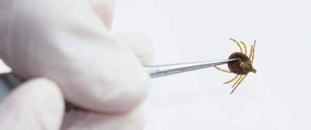 Borítókép: Tekerd vagy csak rántsd, olajozd vagy ne – biztonságos kullancs kiszedés