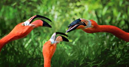 Borítókép: Nicsak, ki beszél? Térképen kattintgatva hallgathatod a világ madárhangjait