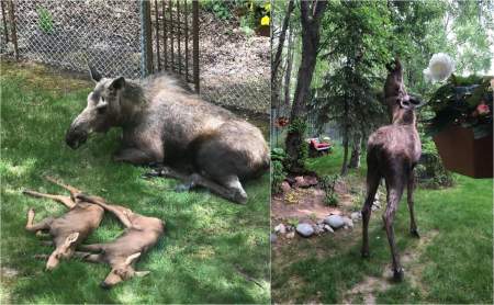 jávorszarvas,fotók