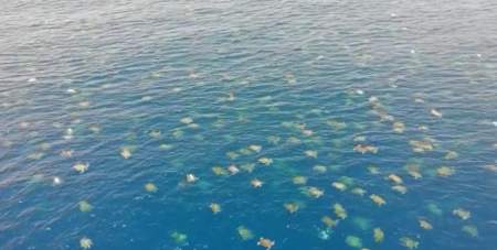 Borítókép: Drónvideó: 64 ezer tengeri teknős gyülekezik a Nagy-korallzátonynál