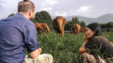 Borítókép: Az elefánt-turizmus szomorú valósága – online nézheted meg a filmet!