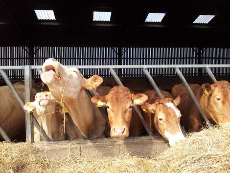 Borítókép: Amikor a tehén duettet énekel a gazdájával (komolyan!)
