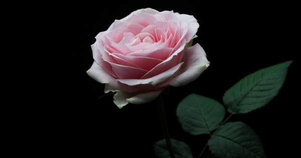 Borítókép: 7 ok, ami miatt a rózsavíz nem hiányozhat a fridzsideredből