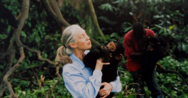 Borítókép: Az első film a járvány utáni újjászületésről - Jane Goodall narrációjában