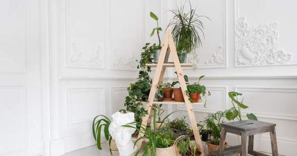 Borítókép: Íme az app, ami boldoggá teszi szobanövényeidet