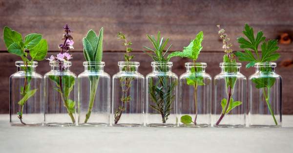 Borítókép: Ez az édes levelű fűszernövény nem hiányozhat a balkonkertedből