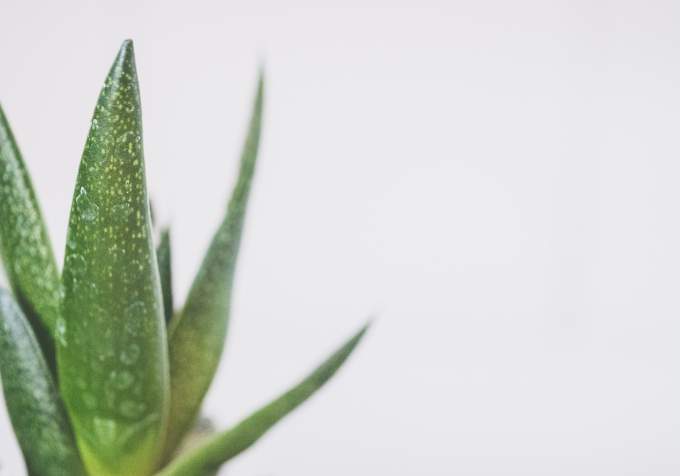 aloe vera, növény,