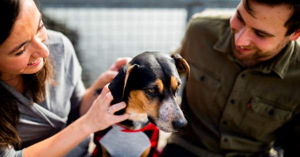 Borítókép: A tiéd a legcukibb? Mutasd meg! Kutyaszépségversenyt hirdet a Tükör Módszer Magyarország kifejezetten keverékeknek