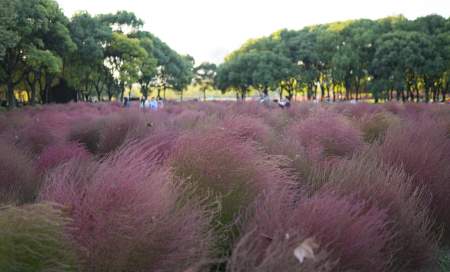 Borítókép: Itt az ősz, Vuhanban rózsaszín fű virágzik