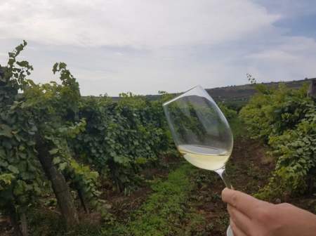 Borítókép:  Legyen buli a szüret! – Íme, 5 biztos tipp hozzá 