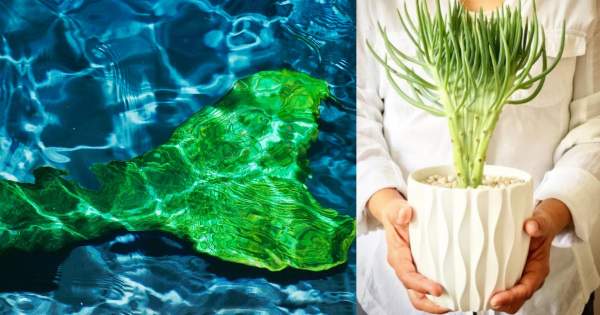 Borítókép: Ha kedveled az izgalmas szobanövényeket, a sellő farkú pozsgást imádni fogod