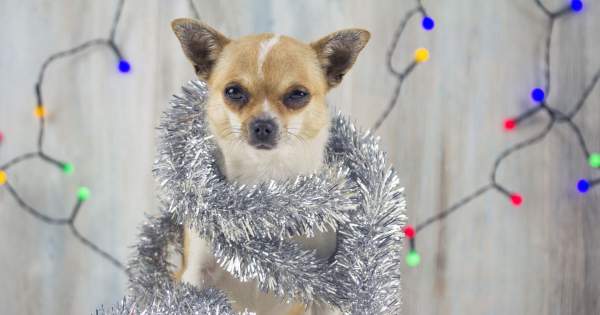 Borítókép: Az Instagram legbeszédesebb karácsonyfái, amik azonnal beindítják alkotói energiádat