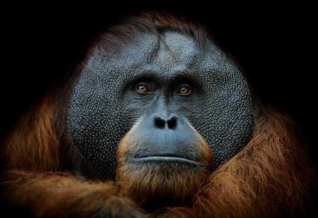 Borítókép: 10 kihalás szélén álló állatfaj, melyeket unokáink már nem fognak látni 