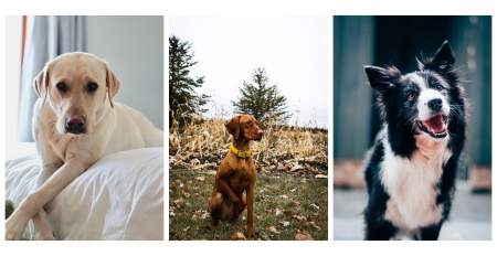 Borítókép: Ezt a kutyafajtát válaszd, ha gyerekek is vannak a családban