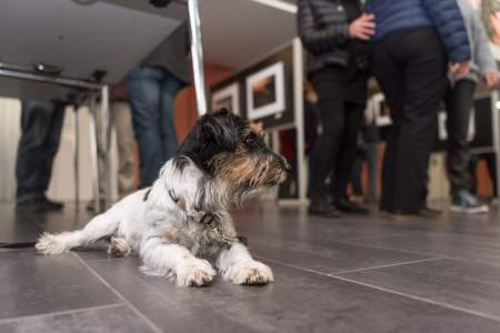 Borítókép: Kutyával STOP! Milyen helyeket látogathatunk négylábú családtagjainkkal?
