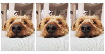 Borítókép: Kutyaorr felismerő applikáció segíti megtalálni az elkóborolt kutyus gazdáját