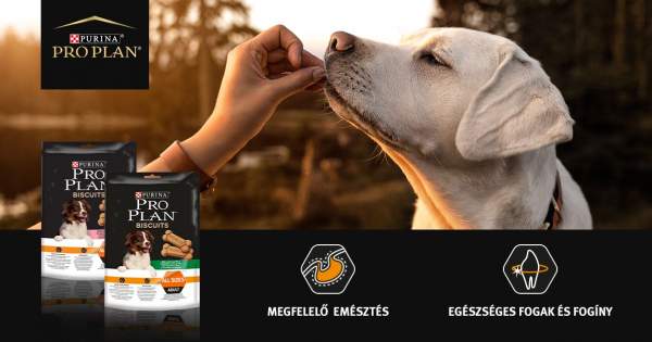 Borítókép: Jó kutyának jár a jutalom 