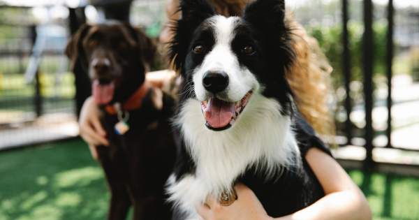 Borítókép: Kutyabarát helyek Budapesten, ahová nyugodtan beülhettek egy baráti találkára