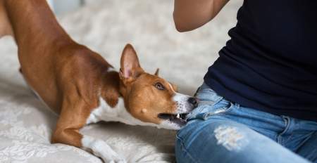 Borítókép: A csupaszív gyereket hamarabb megharapja egy kutya