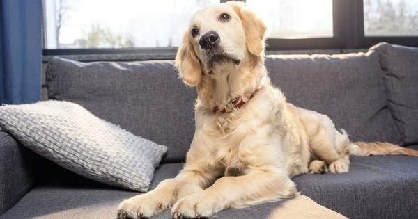 Borítókép: A jól nevelt kutya nyomában – 4 alapszabály kezdő gazdiknak