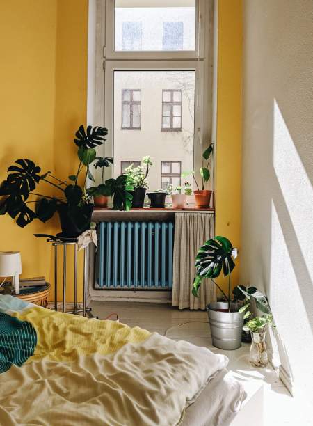 Borítókép: Hogyan tartsuk a növényeinket a radiátor mellett? 