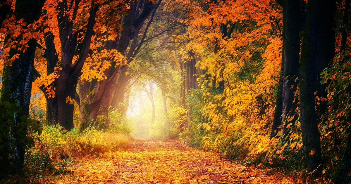 Napi horoszkóp november 10.: a Rákokat valaki elbizonytalaníthatja, az Oroszlánok a racionalitásukról híresek
