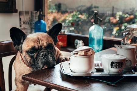 Borítókép: Hová menj kutyával? Itt vannak 2021 legjobb kutyabarát helyei