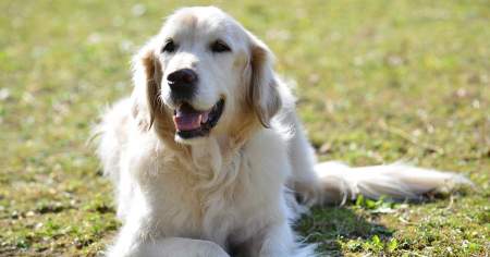 Borítókép: A kutyák és mi: egy egyedülálló kapcsolat