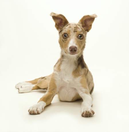 Borítókép: Hogyan hívd be a kölyökkutyát?