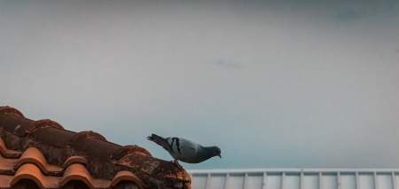 Borítókép: A nagymamám szomszédja galambokat fog be és meg is eszi őket (?)