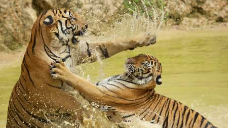 Borítókép: 21. századi lovagiasság, avagy az Oscar-díjátadon pofozkodni ér?