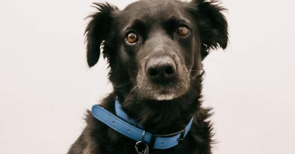 Borítókép: #vegyélhazait - Szupermenő kutyakollekció készült a menhelyi diszkrimináció ellen! Mert minden kutyus megérdemel egy esélyt