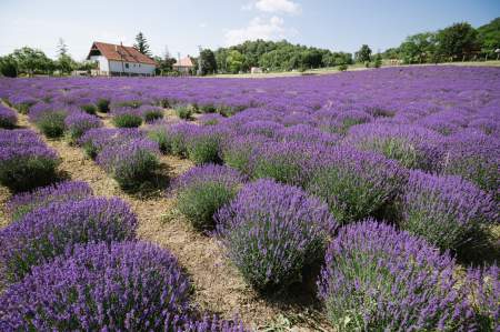 Borítókép: A Pannonhalmi Főapátság levendulamezőin hasznosítják újra a használt Nespresso kapszulákból kinyert kávézaccot