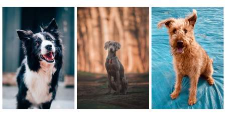 Borítókép: 8 kutyafajta, ami fitten tart nyáron is!