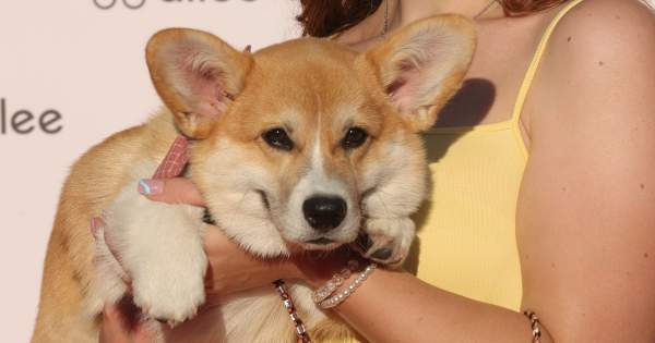 Borítókép: Nézd vissza a legcukibb pillanatokat! Ilyen volt a 2022-es Kutyával a vörös szőnyegen - VIDEÓ