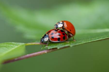 Borítókép: Melyik a legnagyobb hímtaggal rendelkező állat?
