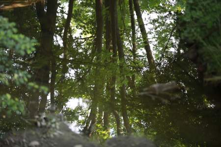 Borítókép: Fa egyenlő élet, azaz mit teszünk valójában akkor, ha ész nélkül kezdünk erdőket kivágni? Elmondjuk!