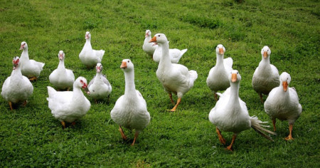 Borítókép: Ezen a hétvégén senki nem fog unatkozni! Márton-napi programajánló