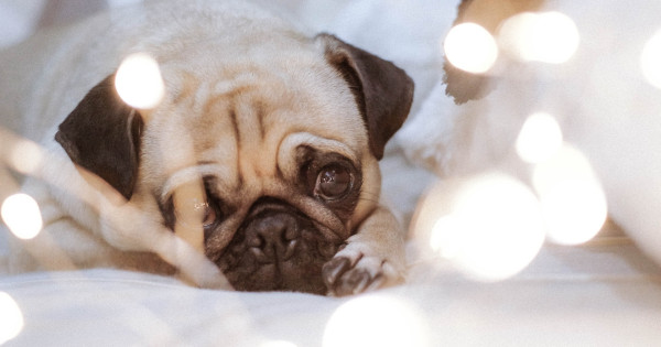 Borítókép: 7 kutyafajta, amit az állatorvosok soha nem tartanának: elárulták, miért