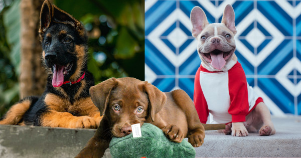 Borítókép: A világ legnépszerűbb kutyafajtái 2022-ben: mutatjuk a top 10-es listát